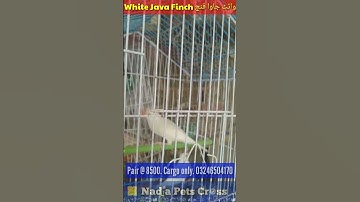 White Java Finch @NadiaPetsCross #javafinch #finches #finchbreeding #finchlover