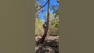 Roer, Koa Meto, Koa Sailumat (Bahasa Dawan)