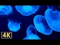 4K 幻想的なクラゲ映像と海の音 / ASMRでリラックスする 2時間33分【アクアリウム】