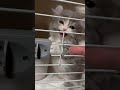 子猫の鳴き声集が可愛すぎるwww #cat #子ネコ #猫のいる暮らし #shorts