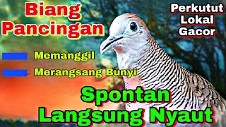 Dijamin pasti langsung bunyi dengan pancingan ini ‼️ Perkutut lokal gacor suara lantang Nyaring