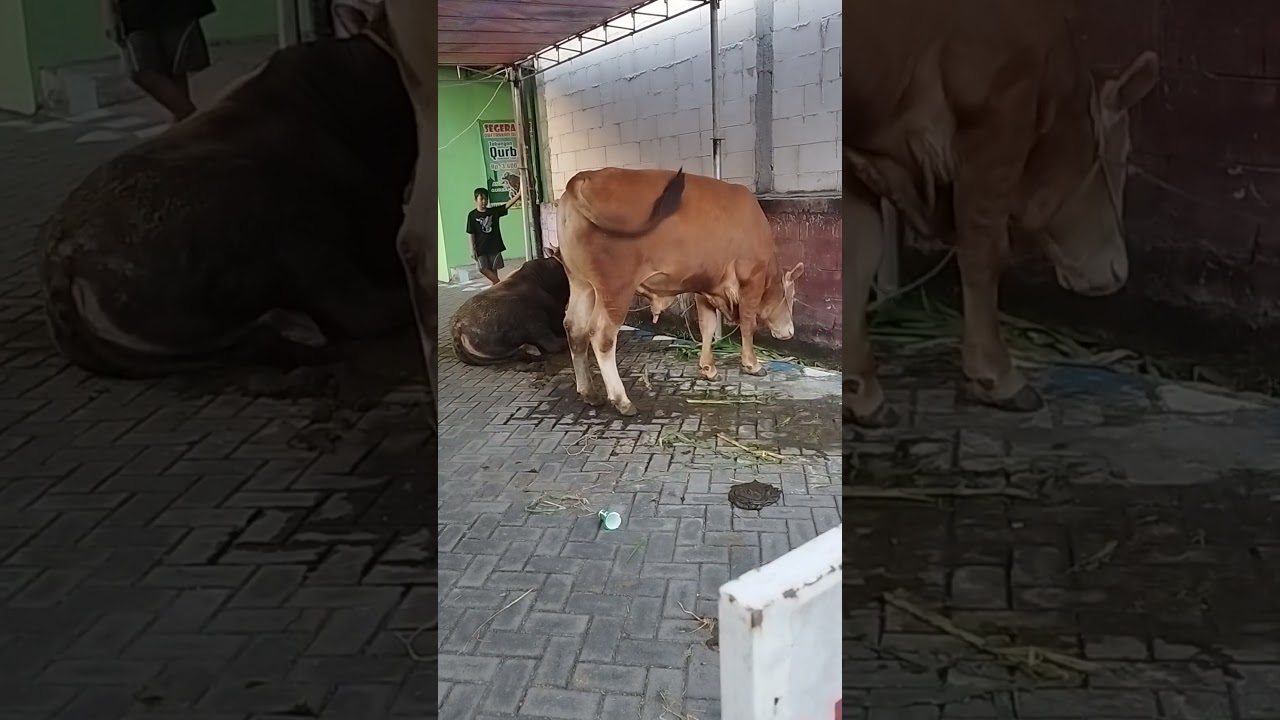 Sapi Kurban Merembes Mili 