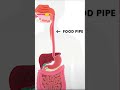 🤔🤯WHY DIGESTION IS ALWAYS UNIDIRECTIONAL? 😳|| Class 10 Science Explained ||Simply Science ||#shorts