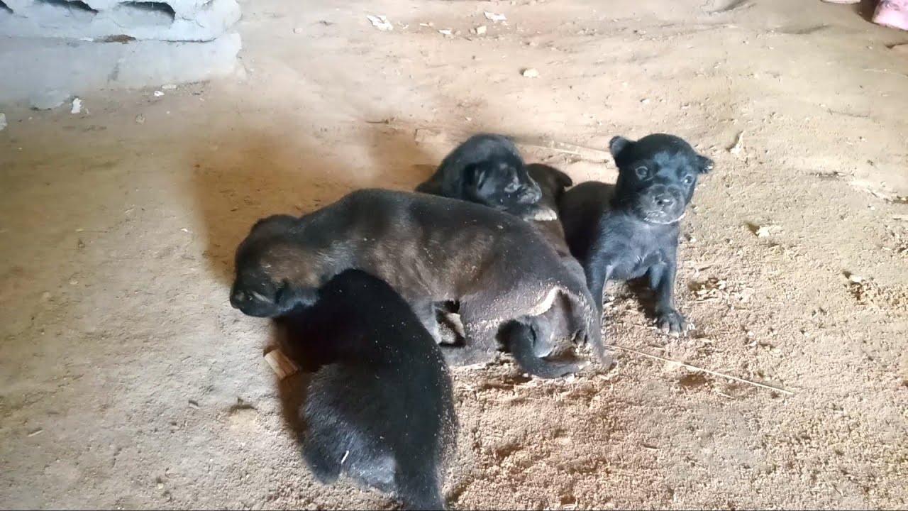black-puppy-born-fourteen-days-ago-youtube