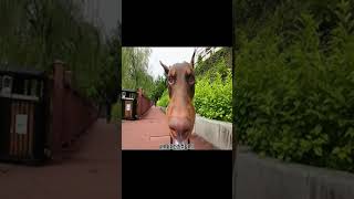 Discovering the Charismatic World of #Dobermans Wealth