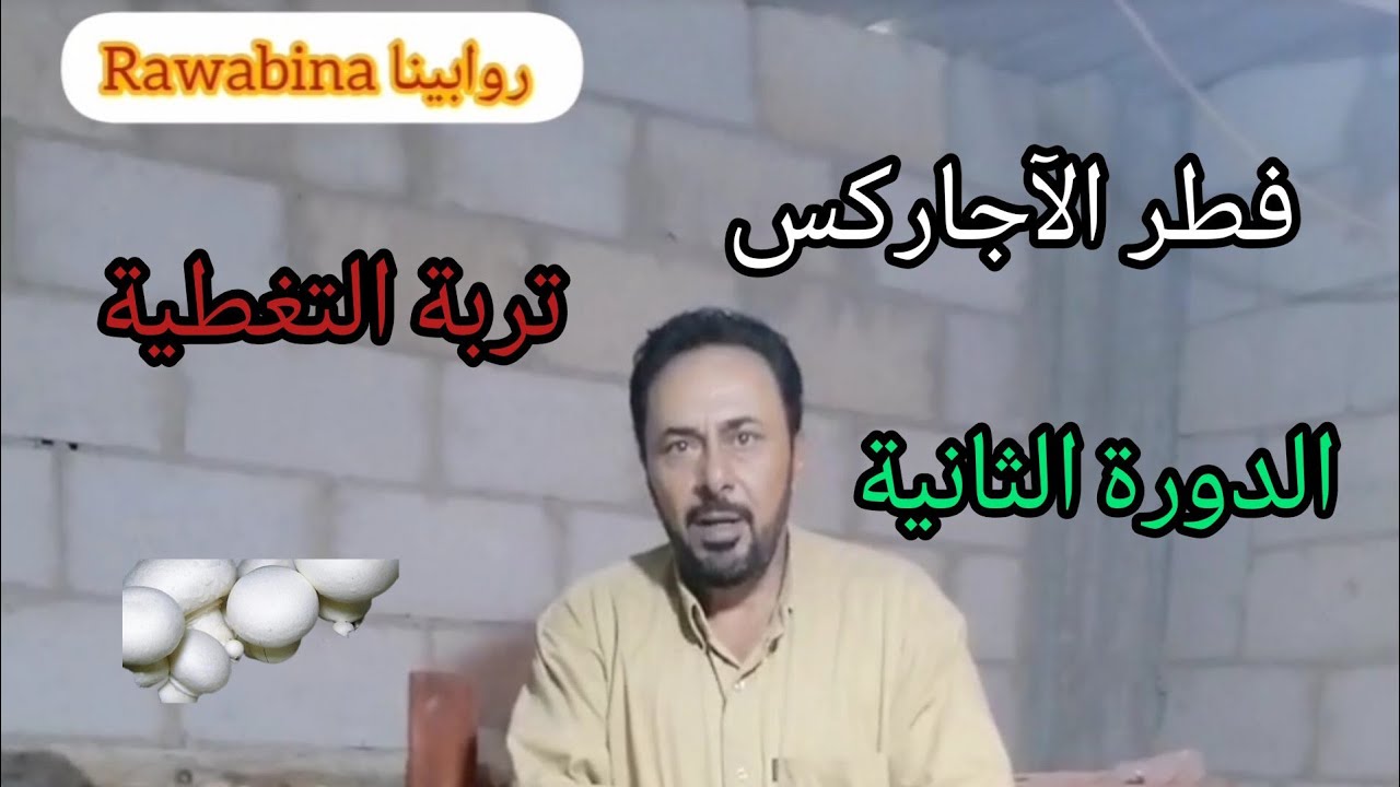 فطر الآجاركس تربة التغطية الدورة 2 Mushroom, mulching soil @Rawabina22