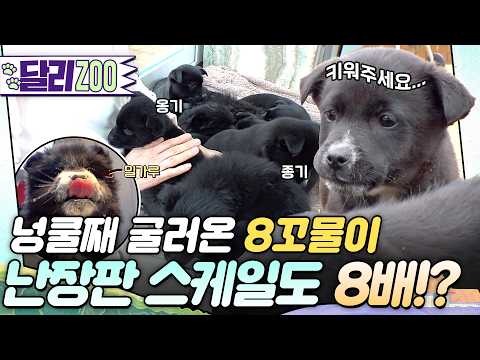 길에서 발견된 꼬물이들을 주워오면 생기는 일🫢 #동물농장 #달리