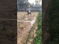 জমিতে সেচ ব্যবস্থাপনা #farming #shortsfeed #trending #villagelife #agriculture