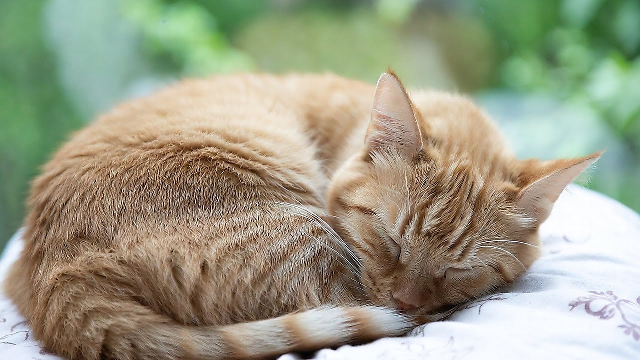 LIVE 🐱 Calm Kitten Napping Gently with Warm Piano Melodies All Night Long 🎹 | Season 2