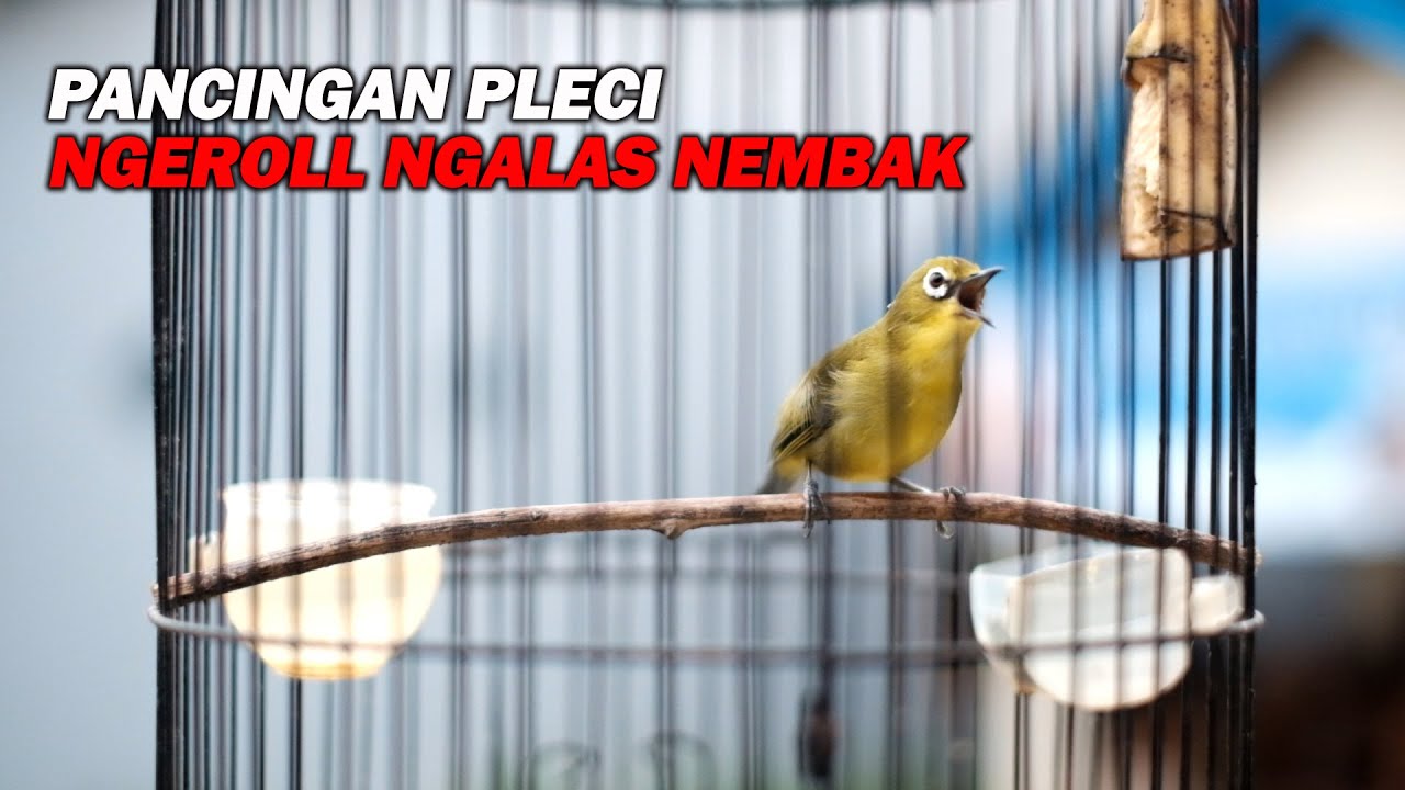 PANCINGAN PLECI NGALAS NEROLL NEMBAK BIKIN LAWAN NGOTOT DAN IKUT NEMBAK