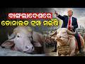 ବାଙ୍ଗଲାଦେଶରେ ଡୋନାଲଡ ଟ୍ରମ୍ପ ମଇଁଷି ! | 'Donald Trump' Buffalo | Donald trump | bangladesh story |