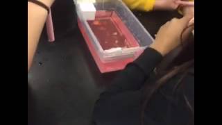 How are surface currents formed?