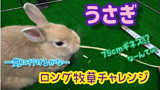 ロング牧草チャレンジ【うさぎ】