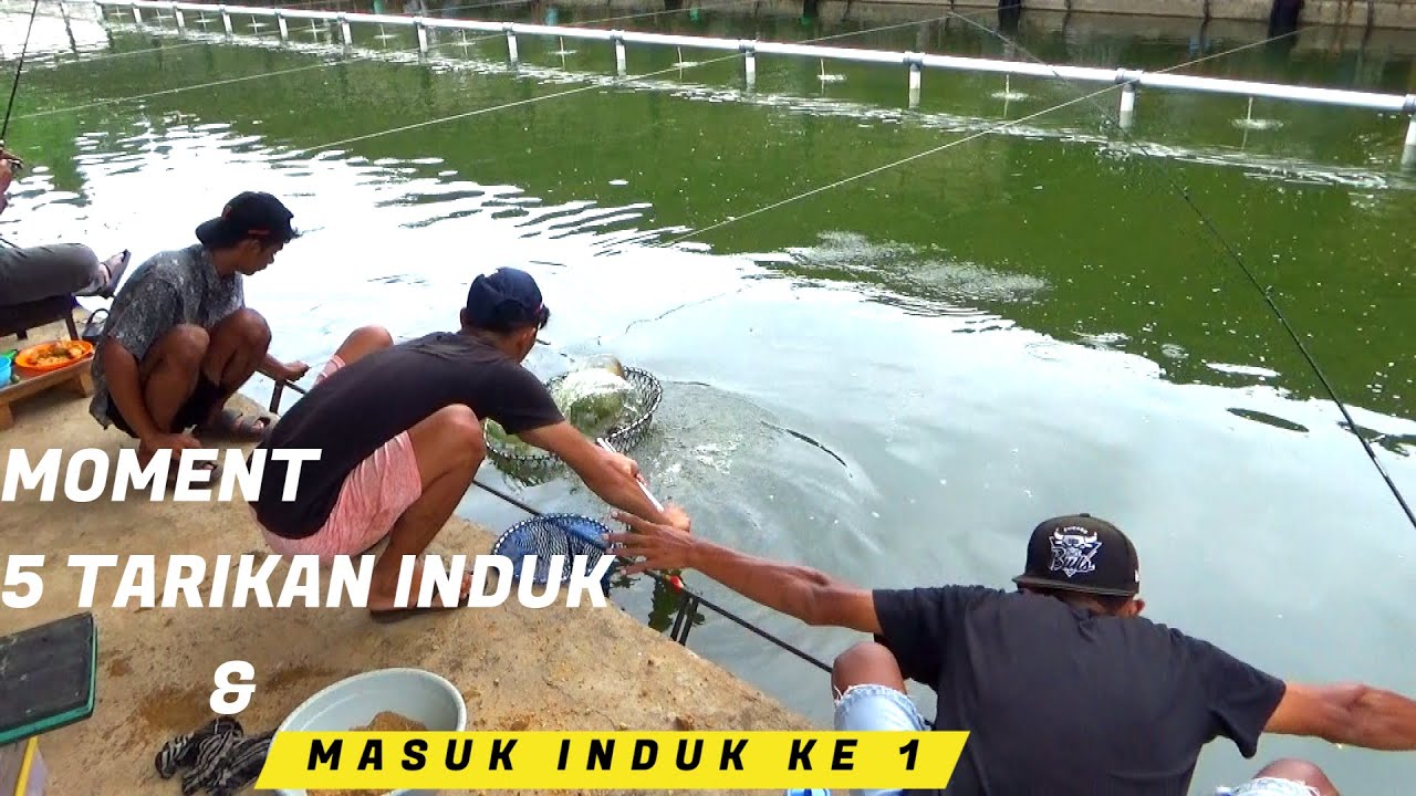 MOMENT 5 TARIKAN INDUK & MASUK NOMINASI INDUK PERTAMA | TELAGA SI ABANG