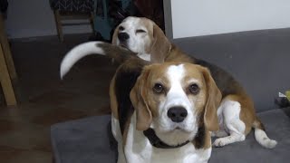 Happy Dogs Welcoming Dad who Comes Back Home From Work in the Middle of the Night