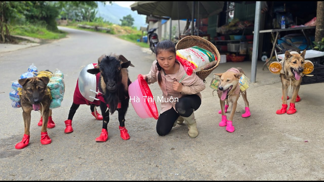 Vietnamese girl goes to market to buy shoes for dog and goat - ha thi muon