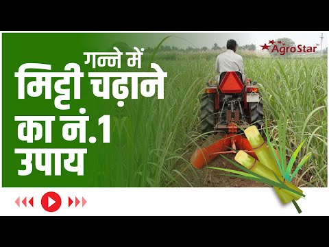 गन्ने की फसल में मिट्टी चढ़ाना या सहारा देना !  #helpingfarmerswin #crop #sugarcane - गन्ने की फसल में मिट्टी चढ़ाना या सहारा देना !  #helpingfarmerswin #crop #sugarcane