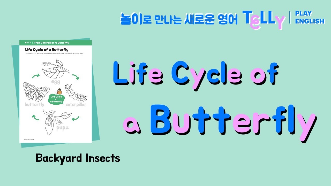 [텔리잉글리시 TELLY ACTIVITY] 5. Life Cycle of a Butterfly🦋 - YouTube