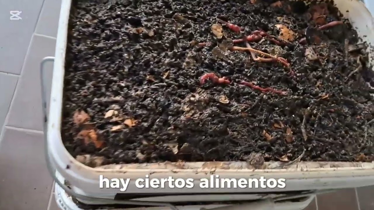 Revisión de las composteras y el estado de nuestras lombrices