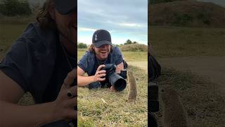 Moments with Ground Squirrels #shorts