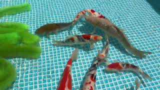 錦鯉のお世話月☆水の音ASMR癒し映像