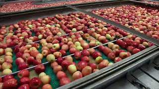 Touring an apple packing facility (by Domex superfreshgrowers)