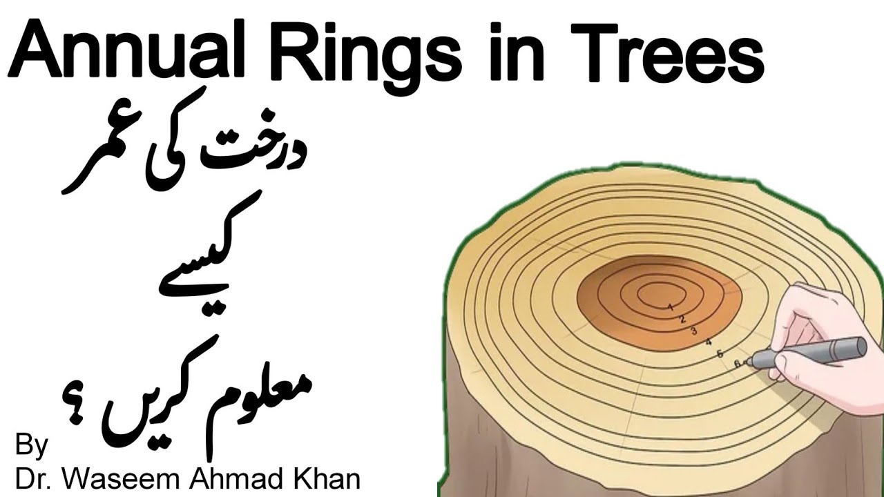 How To Calculate The Age Of A Tree How To Determine The Age Of A Tree How To Calculate The Age Of A Tree How To Determine The Age Of A Tree