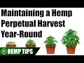 How to Setup a Basic Perpetual Hemp Harvest
