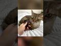 猫のしっぽを触り続けてみたら…