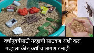 गव्हाची साठवण अशी करा बघा प्रत्यक्ष कृती/ गेहू भंडारण/how to store wheat/काही टिप्स आणि जैविक साधने.