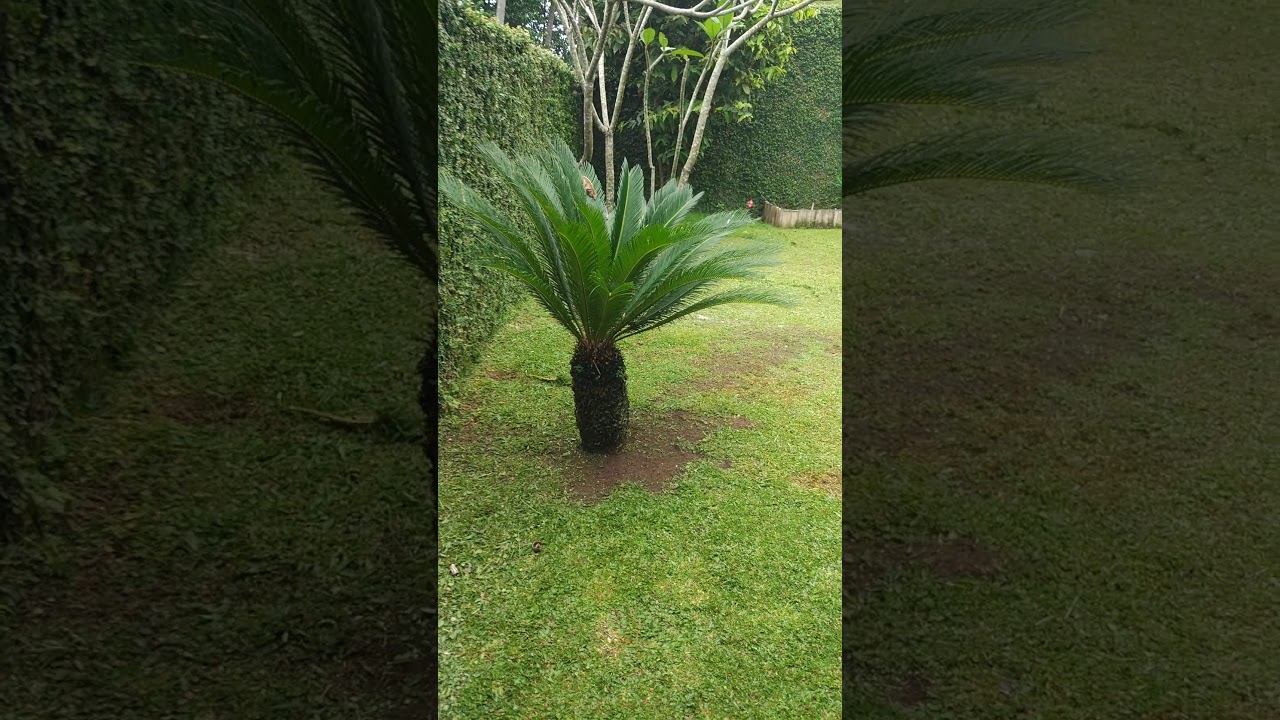 potong rumput - YouTube