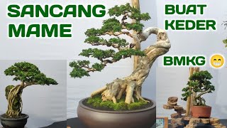 KUMPULAN BONSAI SANCANG MAME DAN BONSAI SANCANG SMALL PAMERAN BONSAI LAMPUNG TIMUR