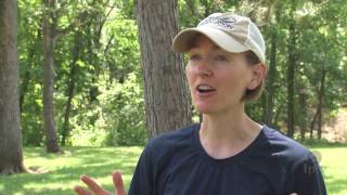 17-year Cicadas Swarms