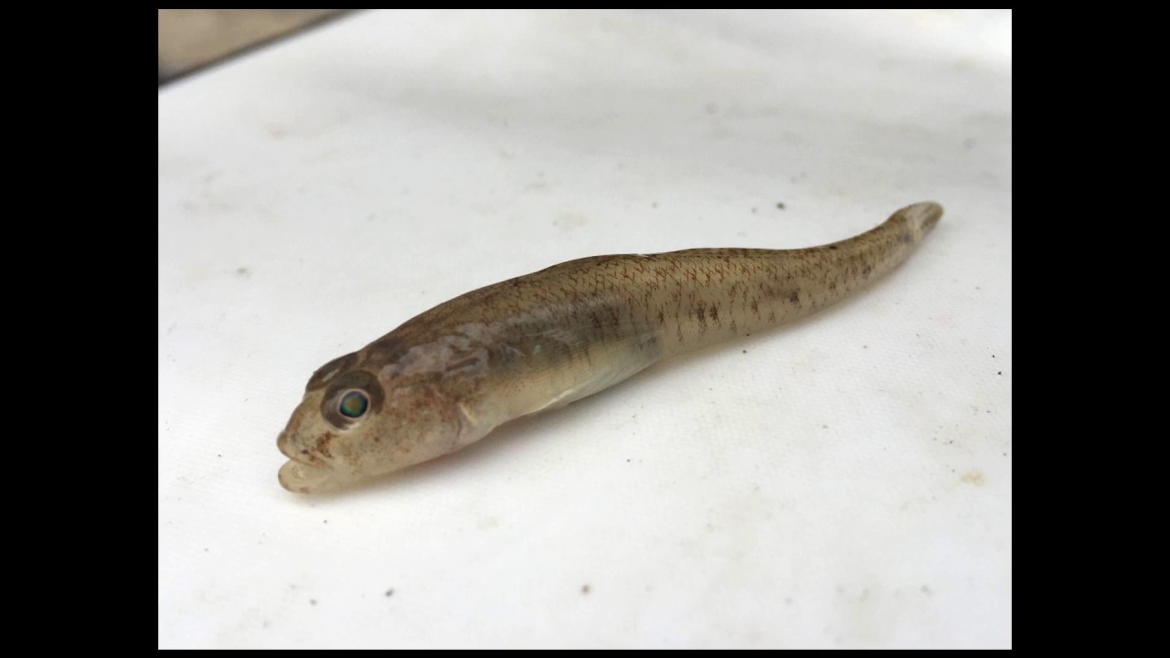 [Wikipedia] Sand goby