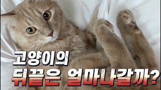 [ENG SUB]  How Long Does A Cat's Negative Memory Last?