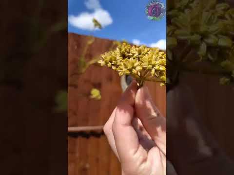 Wideo: Wskazówki dotyczące zbierania roślin lubczyku: jak zbierać zioła lubczyku