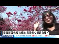 【BOSS工作室│精華版】20210220 番路鄉百株櫻花綻放 賞心悅目美景帶您來看!