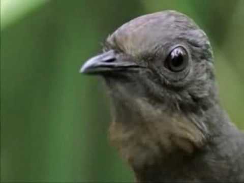 Video: Koja Ptica Prvo Leti Repom