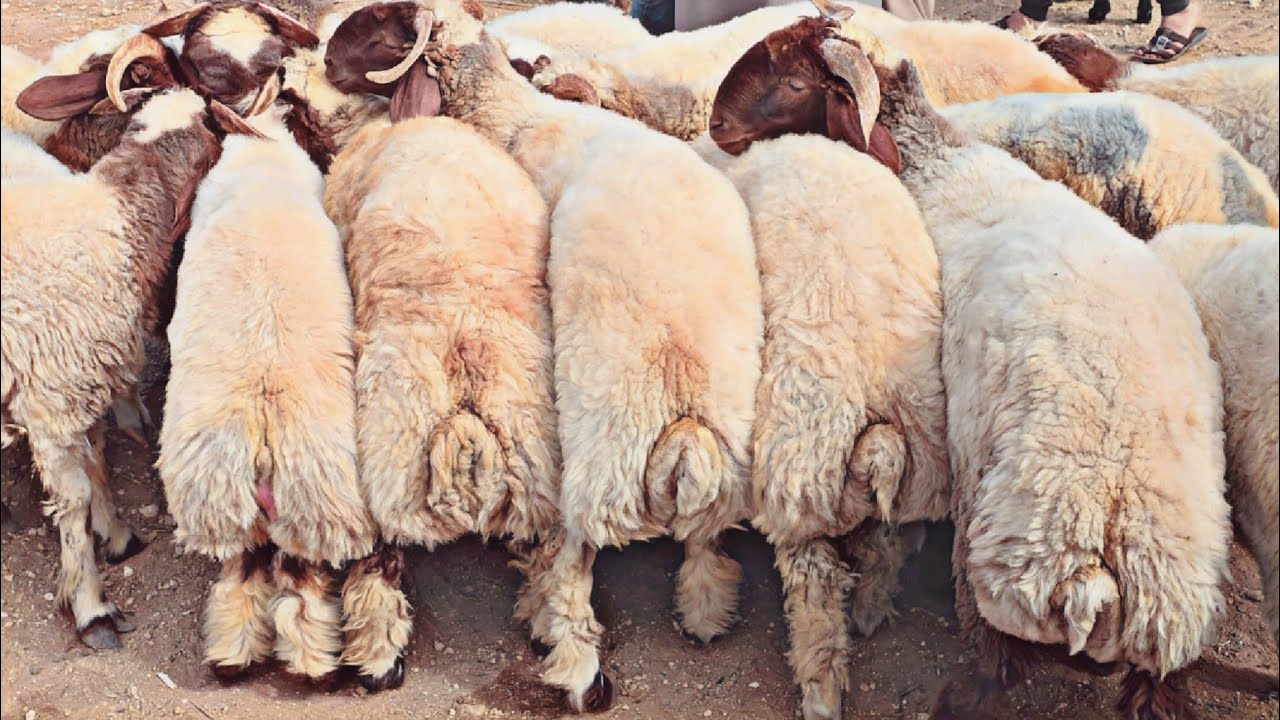 سوق الغنم 🐑 في الدانا ٢٣/ ٥ ( أسعار اللحم 🍖 والأضاحي🐑 / الخراف الصغير ومال الربط )