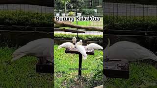 Burung Kakaktua Lagi Makan #Hewan #Penangkaran #Breeding #Parrot #Kakaktua #Burung