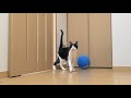 父ちゃん帰宅「おかえり」って言ってくれるかな？　Dad came home from work.