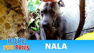 Nala  Scared stray Pit Bull living in a ditch  rescued! Please share on facebook & twitter #dog