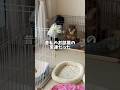 👧女の子の面影を追う胡麻柴…