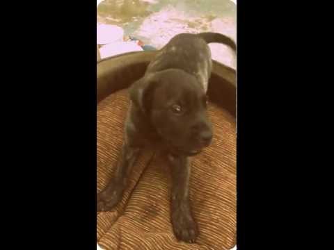 ENGLISH MASTIFF, RUFUS, the puppy, sells GLASS for...