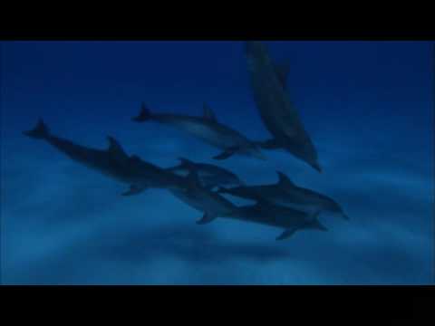 DOLPHINS AND WHALES 3D - IMAX - Narrated by Daryl Hannah