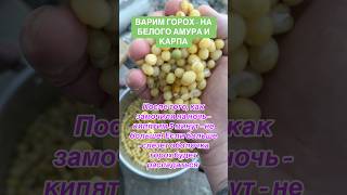 На карпа - горох! #gurnik777 #гурникпляжник #рыбалка #карп #горох  #амур
