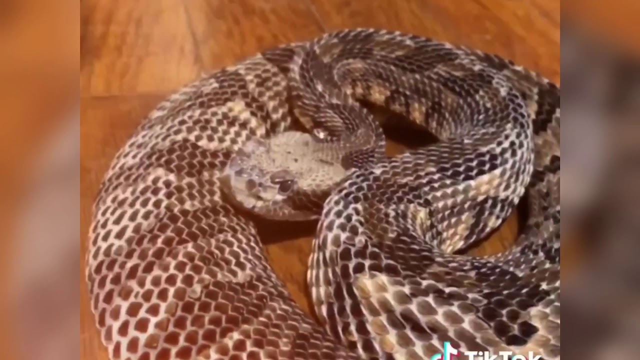animal lovers merch reviews The Viper Veterans Tiktok Mashup!