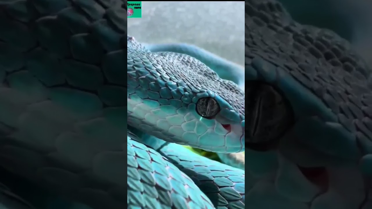 Голубые Куфии — род ядовитых змей подсемейства ямкоголовых семейства гадюковых.