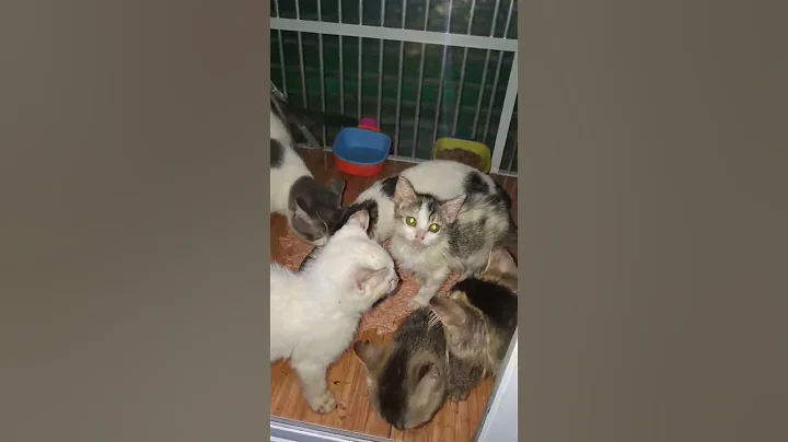 Video 9331871: cat kitten drinking milk, cat kitten cute funny, cute kittens growing