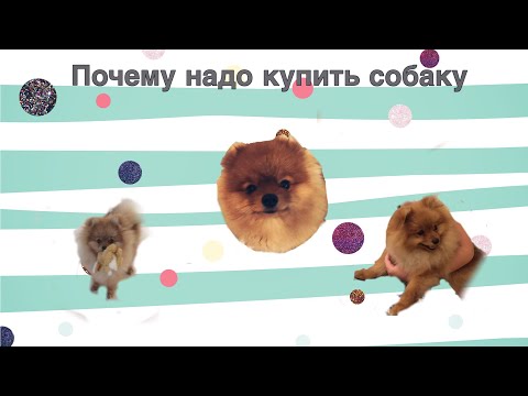 Почему надо купить собаку (шпиц или йорк)